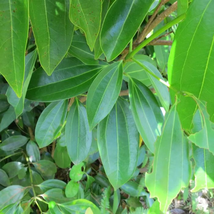 Bay leaves