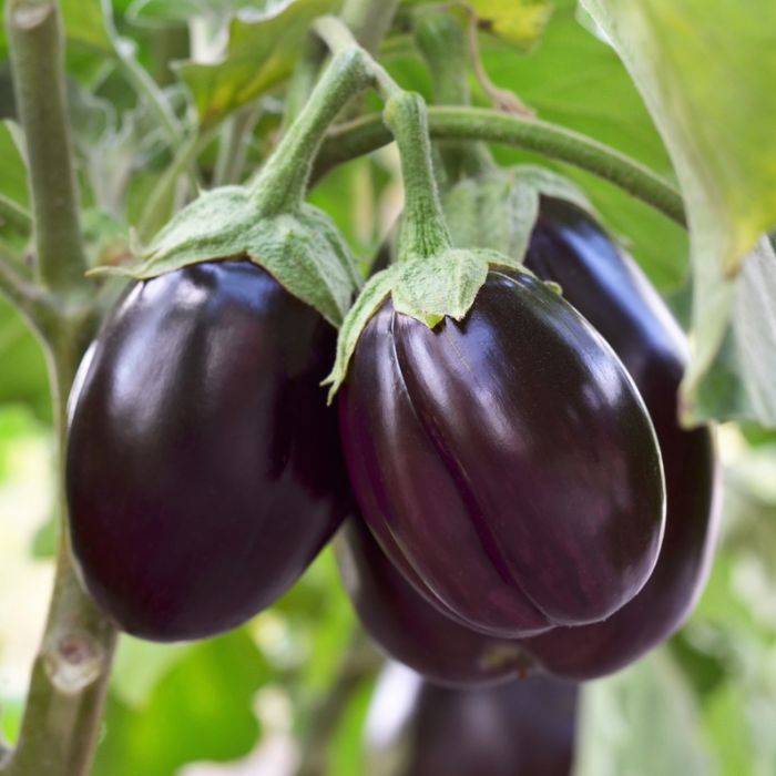 Brinjal