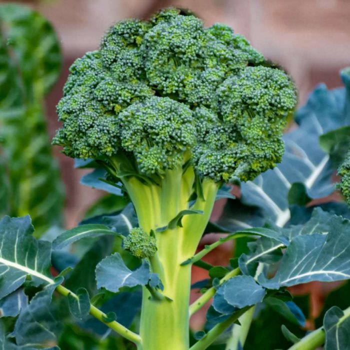 Broccoli