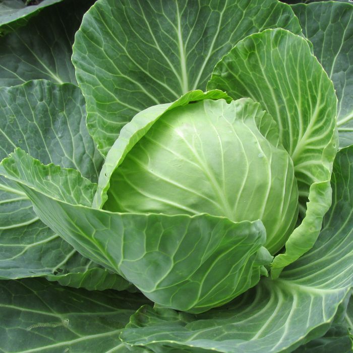 Cabbage