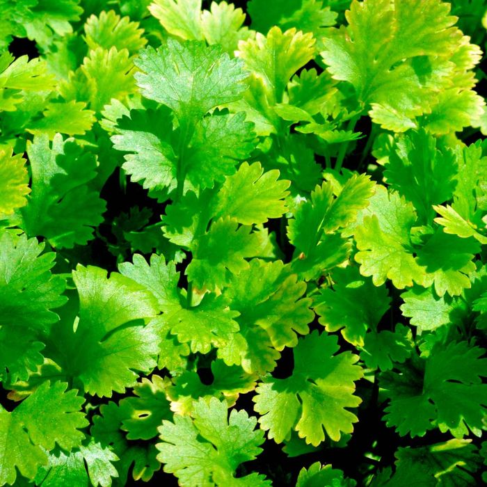 Coriander