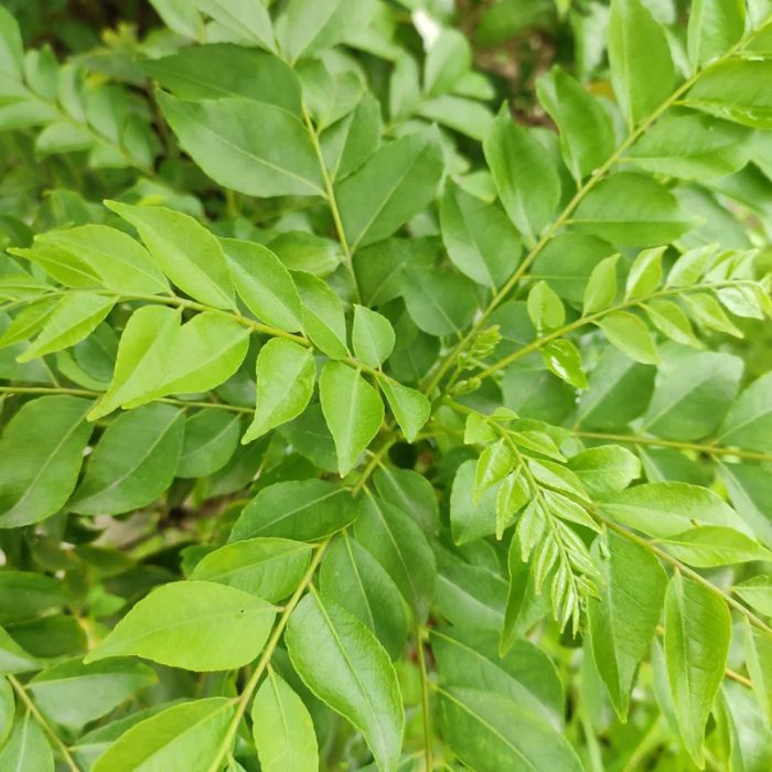 Curry Leaves