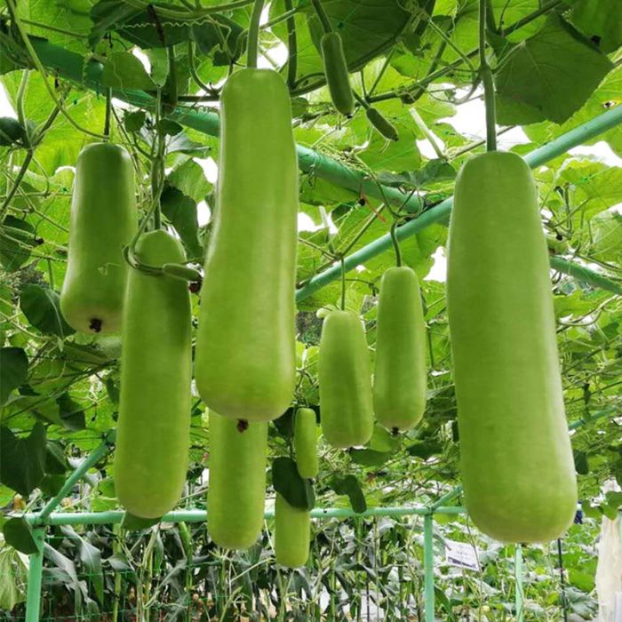 Bottle Gourd