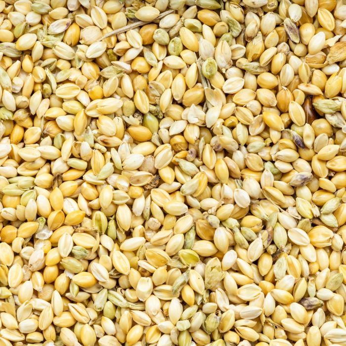 Foxtail Millet