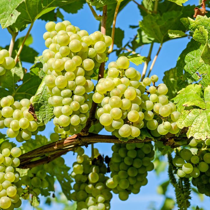 Grapes