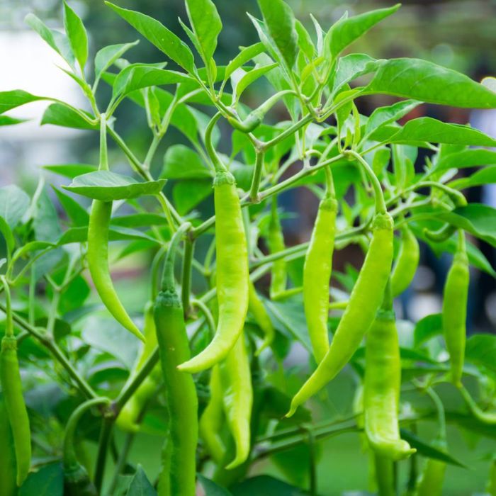 Green Chillies