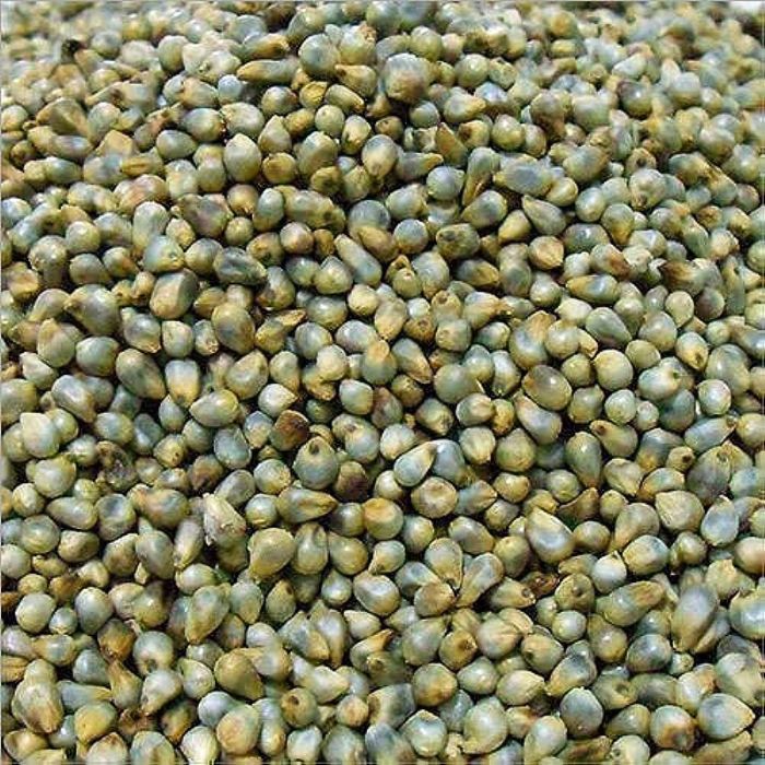 Green Millet