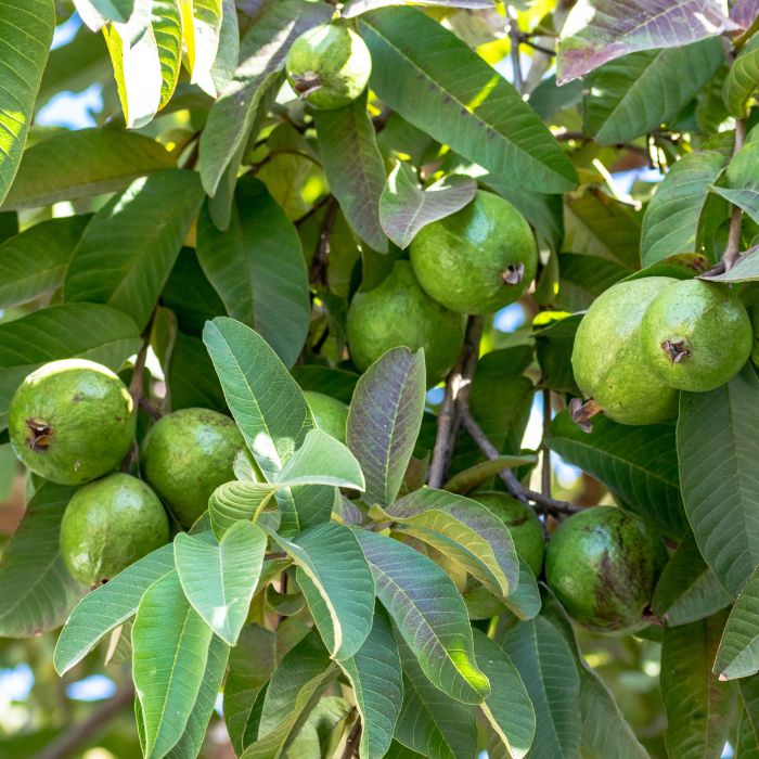 Guava