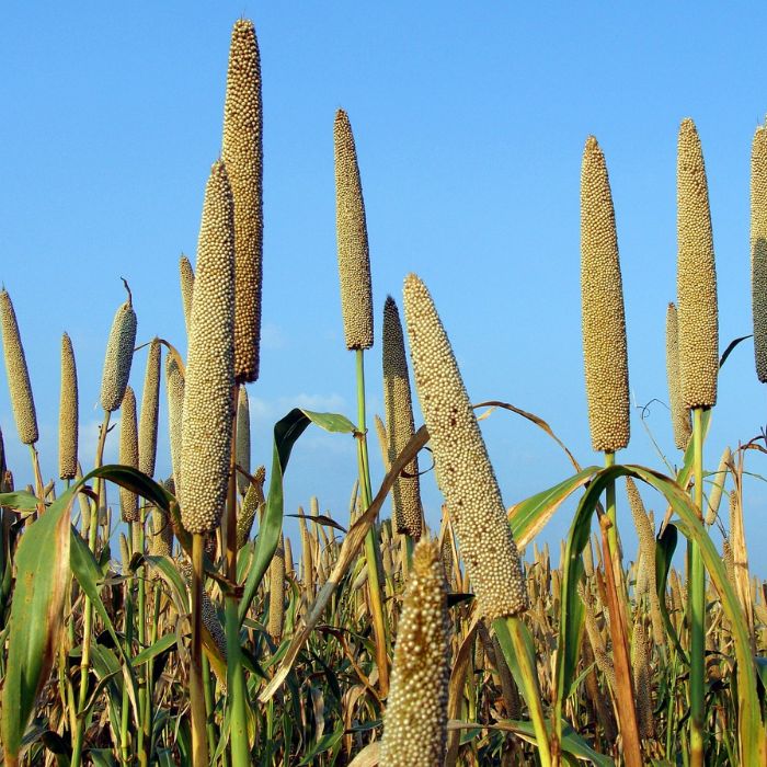 Hybrid Pearl Millet