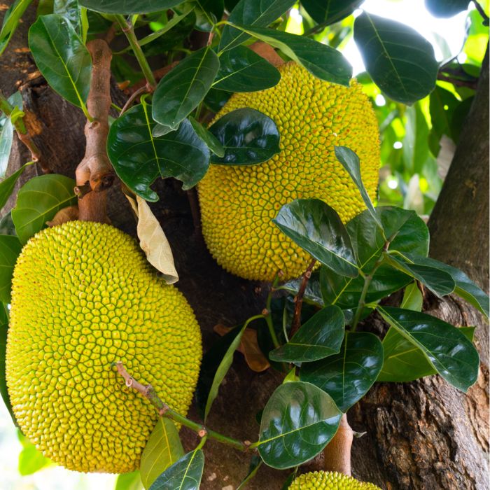 Jackfruit