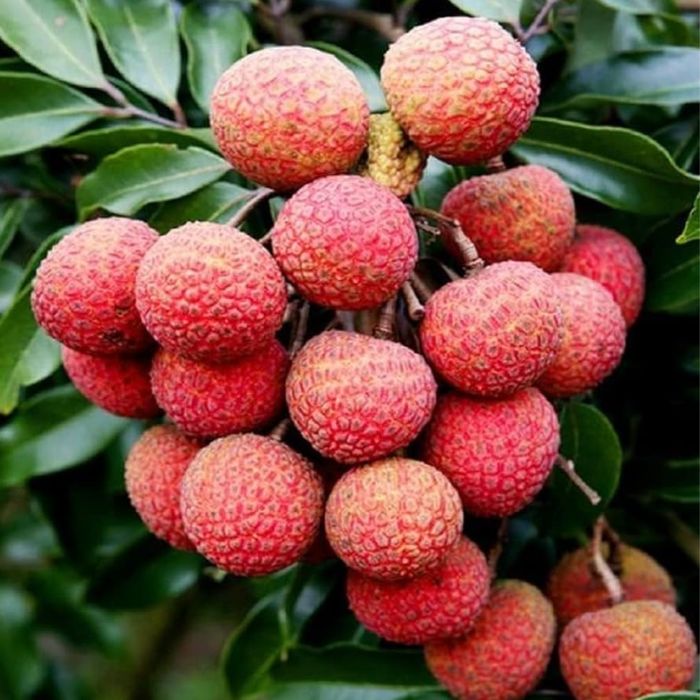 Litchi