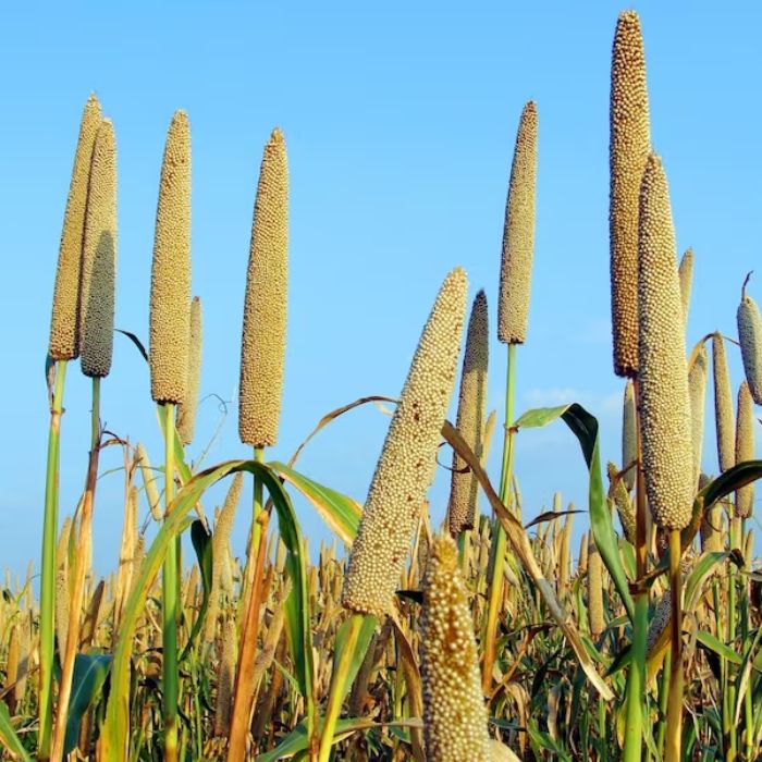 Millet Seed