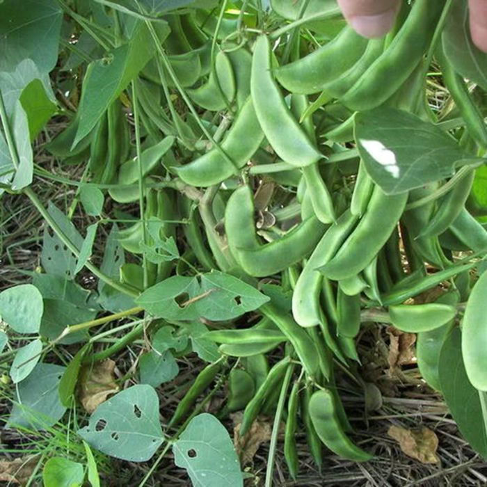 Hyacinth Beans