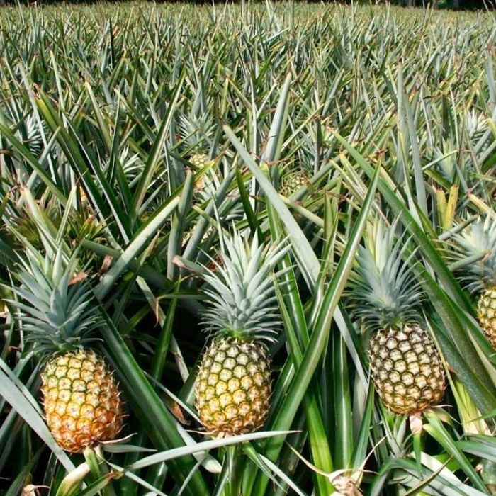 Pineapple