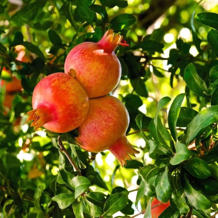 Pomegranate