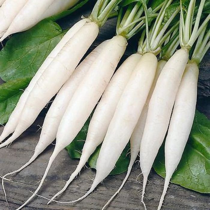 Radish