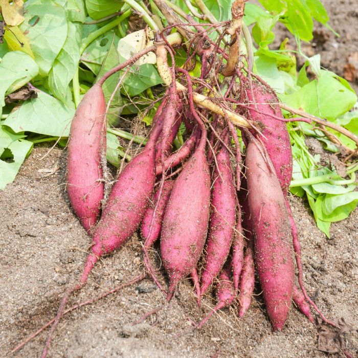 Sweet Potatoes